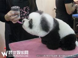 2013武汉国际尚品生活方式及宠物水族展览会