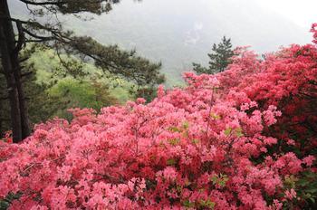 中国麻城杜鹃节