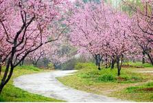 中国东湖梅花节