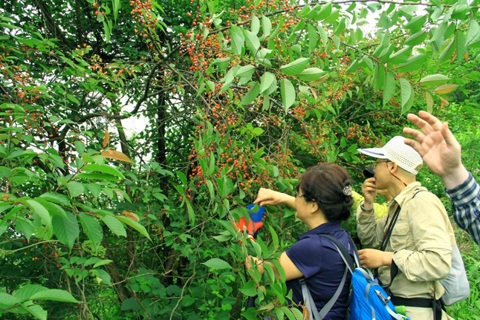 黄袍山红色文化旅游节