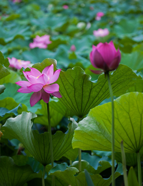 2015武汉东湖荷花节