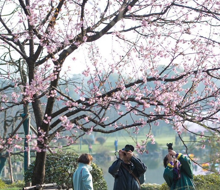 2018武汉东湖樱花节